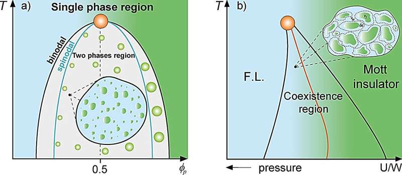 Study proposes that proteins can compartmentalize and form droplets inside cells