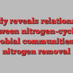 Study reveals relationship between nitrogen-cycling microbial communities and nitrogen removal