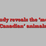 Study reveals the ‘most Canadian’ animals