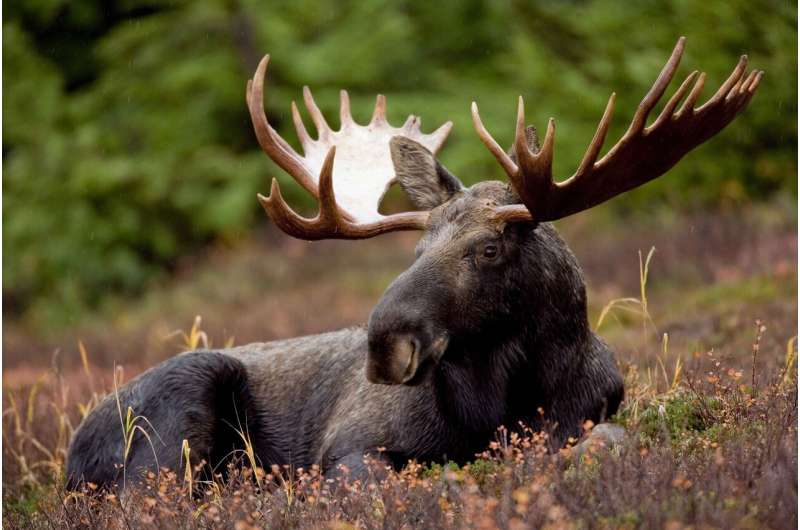 canadian moose