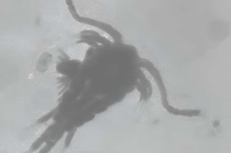 UTEP study: Zooplankton go "Eew!" to cleaning feces contaminated water