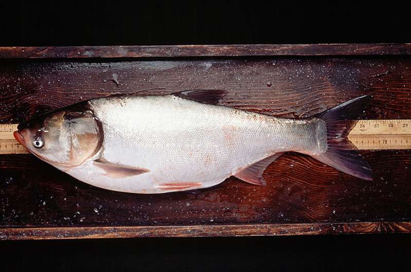 Study: Invasive silver carp reduce movement in Chicago-area water