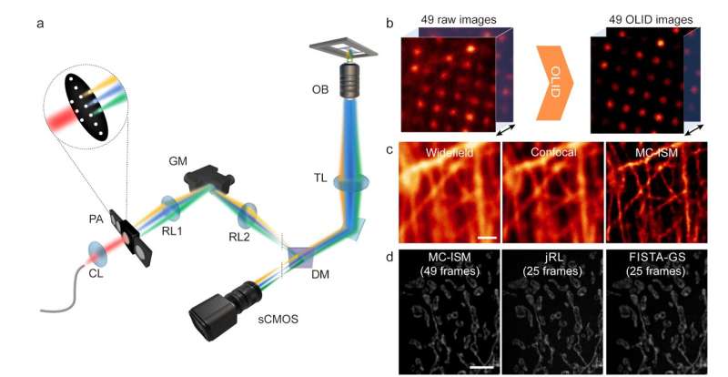 Super-resolution imaging of living tissues achieved by multi-confocal image scanning microscopy