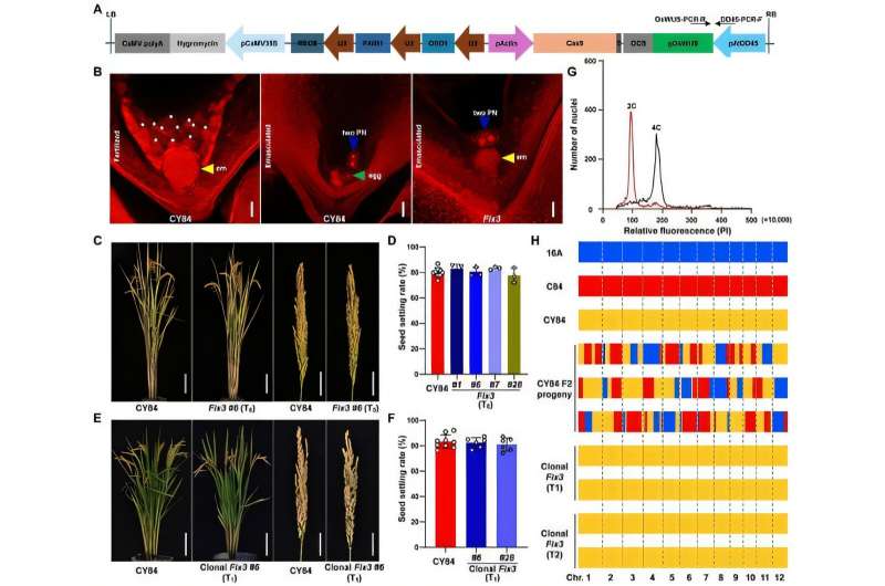 Researchers establish new synthetic apomixis system with rice endogenous genes