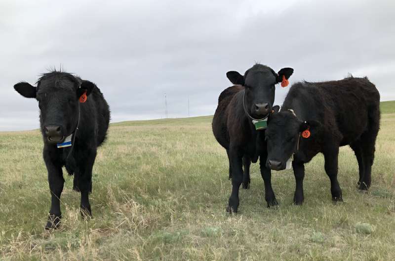 Targeted grazing is a successful, low-cost method to manage cheatgrass when timed properly