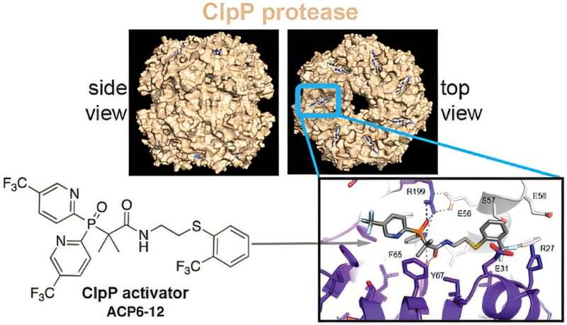 Team develops promising new form of antibiotic that makes bacterial cells self-destruct