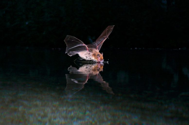 Kuhl’s Pipistrelle Bat