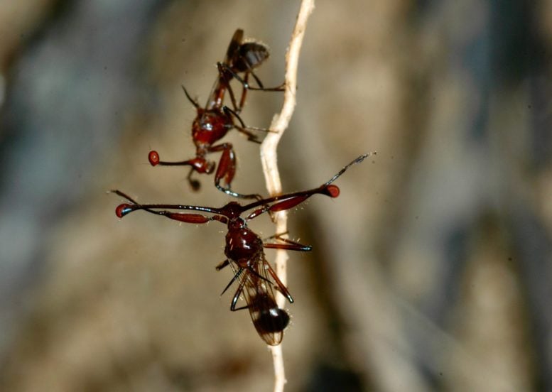 A Confrontation Between Stalk Eyed Flies