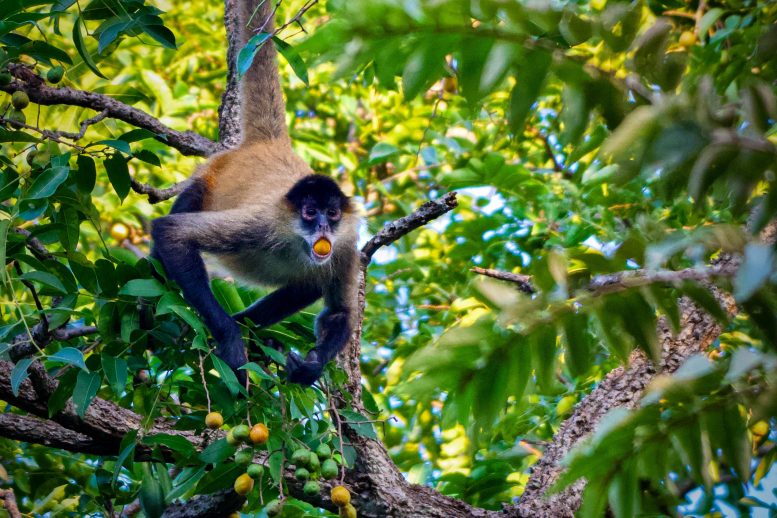 Spider Monkey Feeding