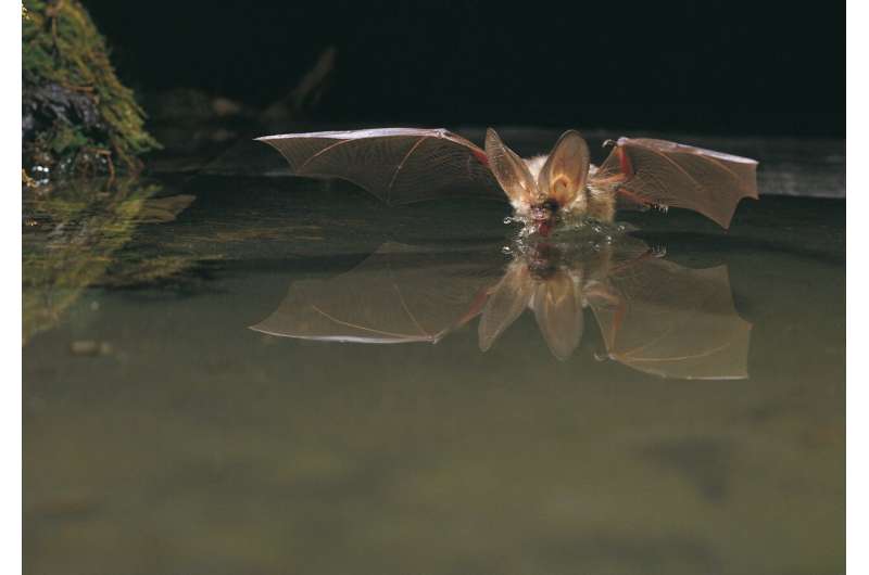 The mortality rate of bats at modern-day swimming pools is comparable to that at Messel 47 million years ago