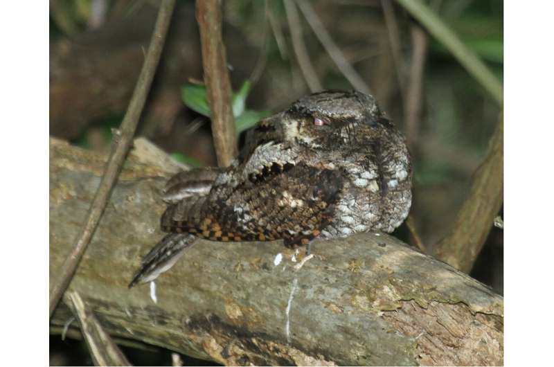 The whip-poor-will has been an omen of death for centuries. What happened to this iconic bird of American horror?