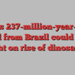 This 237-million-year-old fossil from Brazil could shed light on rise of dinosaurs