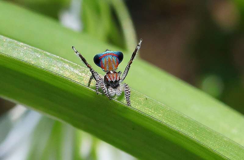 This beautiful peacock spider was only found two years ago—now it could be dancing its last dance