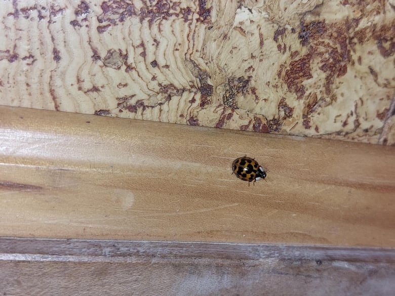 A dotted black and orange beetle crawling in a wooden surface.