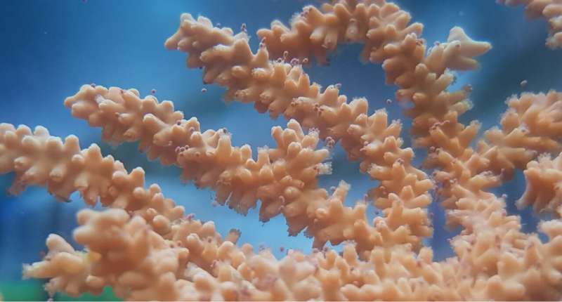 Threatened Pink Sea Fan coral breeds in UK aquarium for first time