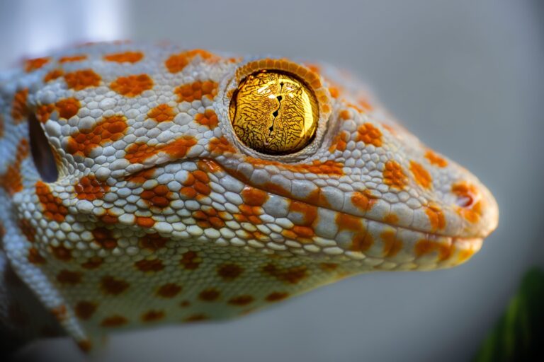 Scientists Uncover Hidden “Sixth Sense” in Geckos