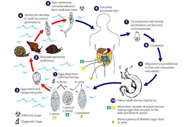 Tracking vampire worms with machine learning 