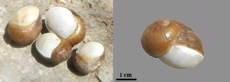 Tunisian Snail Remains Provide Insights on a Possible 7700-Year-Old Local Food Tradition