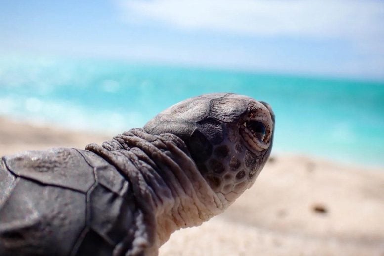 Turtle Hatchling Close Up