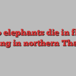 Two elephants die in flash flooding in northern Thailand