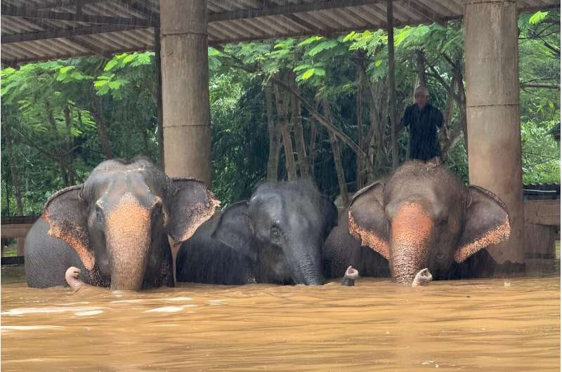 More than 100 elephants at the Elephant Nature Park in Chiang Mai province were moved to higher ground to escape rapidly rising flood waters