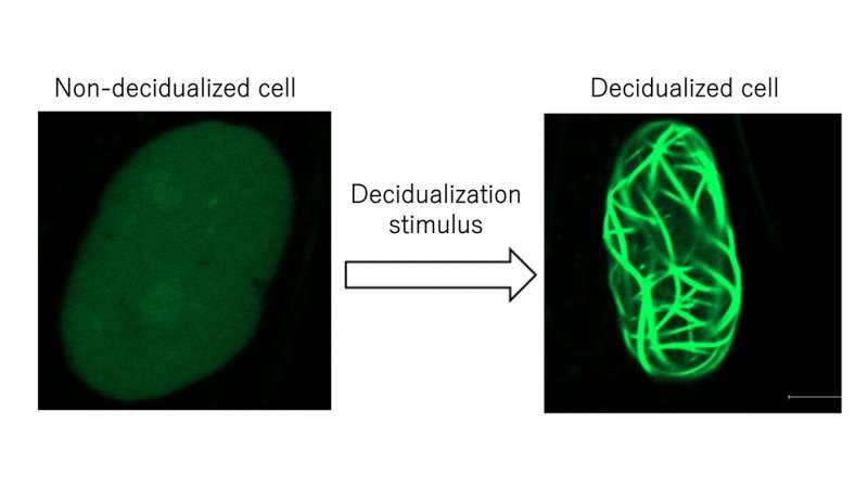 Uncovering new regulatory mechanisms in embryo implantation