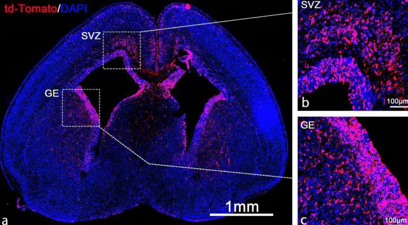 Unique mRNA delivery method could fix faulty genes before birth