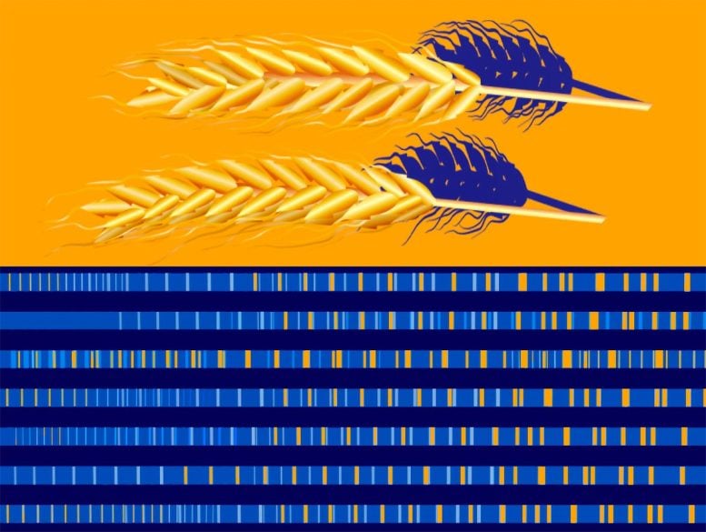 Duplication of Gene Influences How Efficiently We Digest Starch