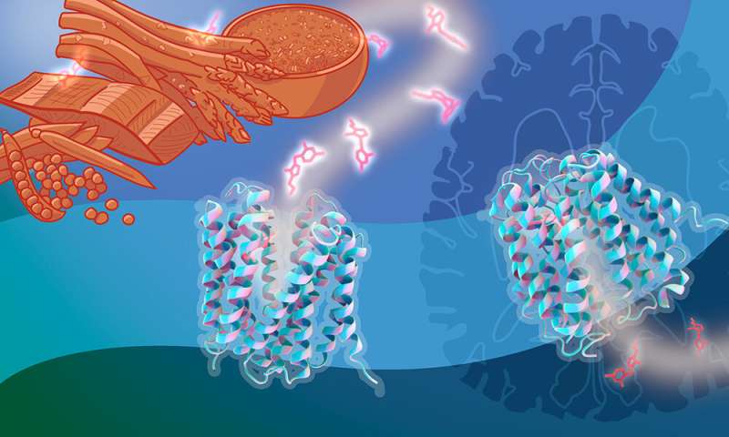 Vitamin B1’s journey in your body, and why it matters