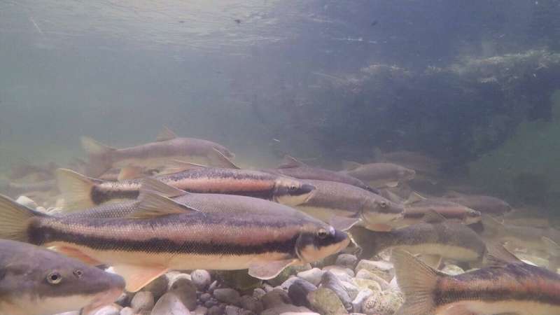 For the love of suckers: Volunteers contribute to research on key freshwater fishes