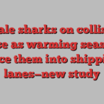 Whale sharks on collision course as warming seas may force them into shipping lanes—new study