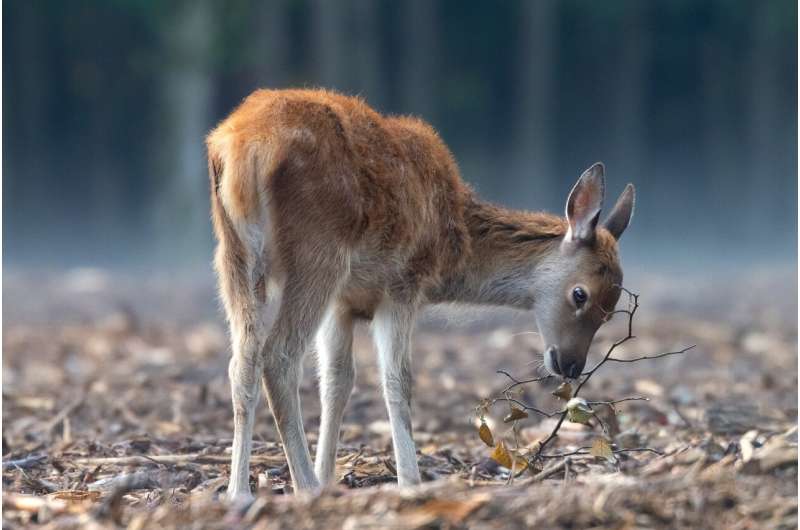 red deer