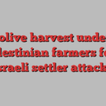 With olive harvest underway, Palestinian farmers fear Israeli settler attacks