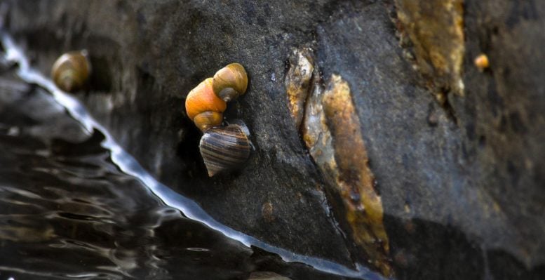 Swedish L. saxatilis Marine Snails