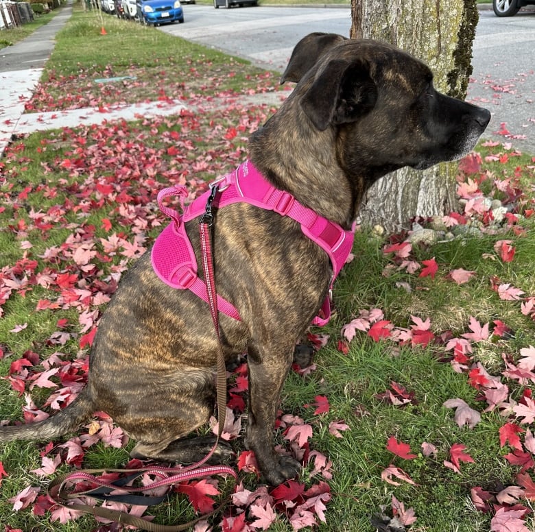 A dog sitting in the leaves.