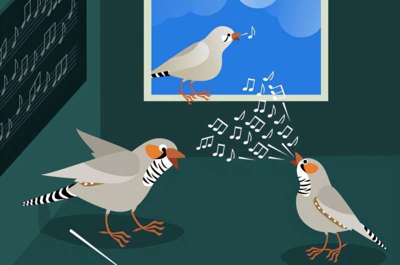 Underestimated female tutors: Zebra finch mothers coach their sons to sing better