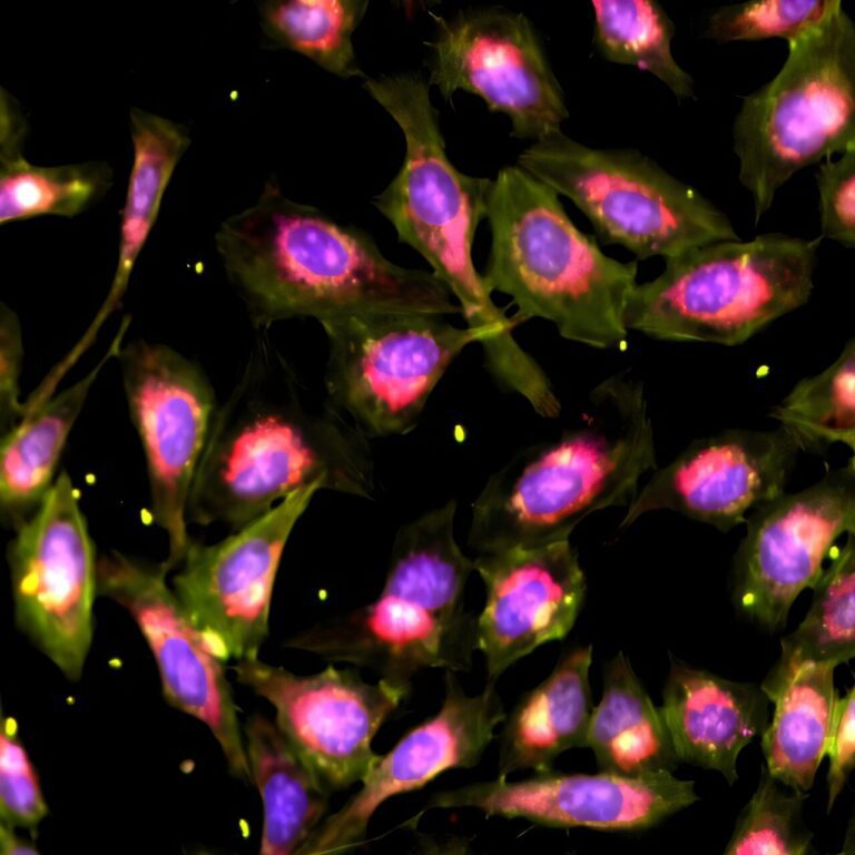 More efficient phenotypic screening method can simultaneously test multiple drugs