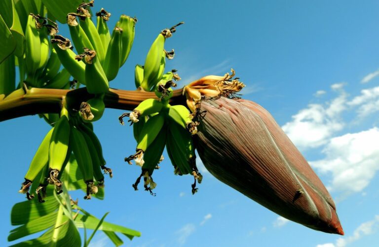 Researchers develop first banana plant resistant to TR4 and black sigatoka