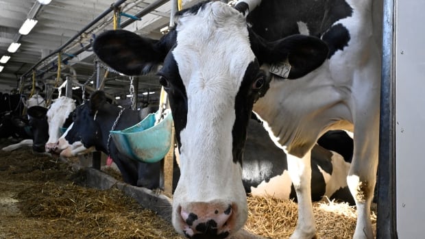 Judge doesn’t swallow B.C. cow-share advocate’s raw milk argument