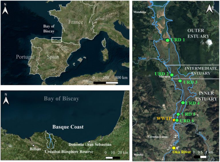 Phytoplankton community shifts after wastewater treatment plant closure