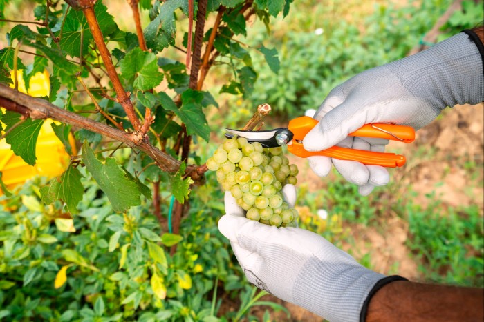 A bunch of white grapes in a Franciacorta vineyard