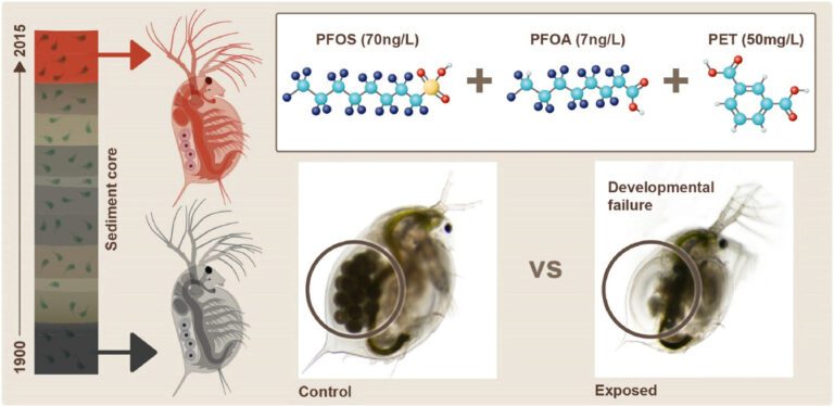 Daphnia study finds combined impact results in greater environmental harm