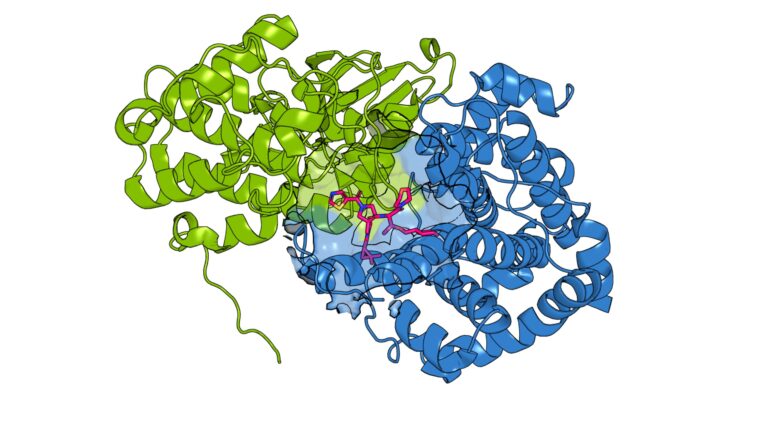 Designing drugs that target ‘twin’ cancer proteins