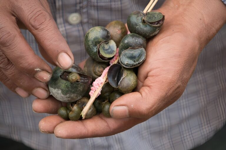 Study reveals invasive Apple Snail could spread further in Africa