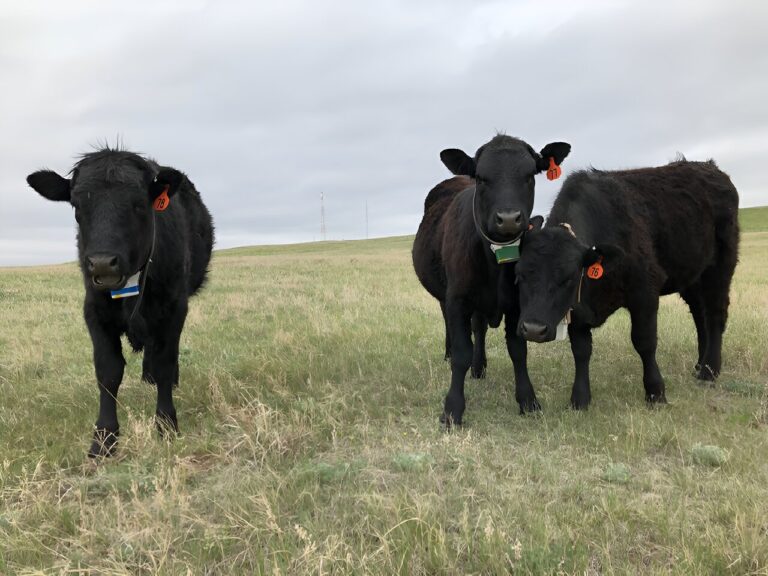 Targeted grazing can be a successful, low-cost method to manage cheatgrass when timed properly