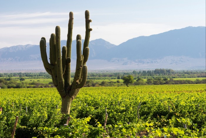 A tall cactus growing among vines in a vineyard, with mountains in the background