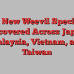 12 New Weevil Species Discovered Across Japan, Malaysia, Vietnam, and Taiwan