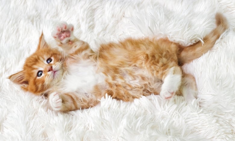 A cat lies on its back in a fluffy blanket.