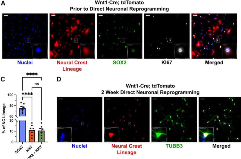 Researchers challenge longstanding theories in cellular reprogramming