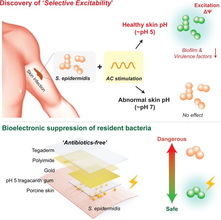 Graphical Abstract of Discovery of Selective Excitability